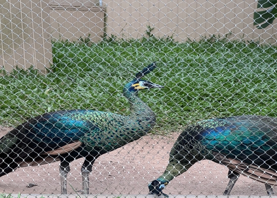 Diámetro de alambre de 2 mm 304L de acero inoxidable malla de cuerda para animales de zoológico recintos