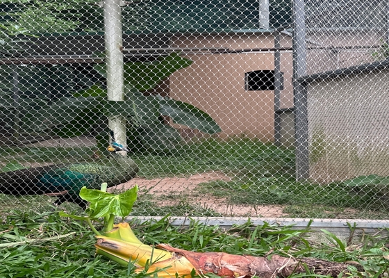 Rejas de cuerda de alambre de 2 mm de diámetro de alta resistencia para recintos seguros para animales de zoológico