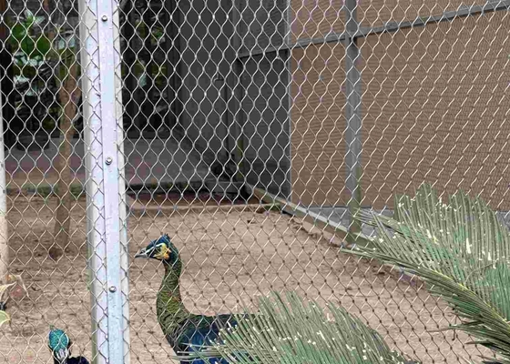 Red de malla de cuerda de acero inoxidable 316 con conexiones de ferrules para aves de animales de zoológico